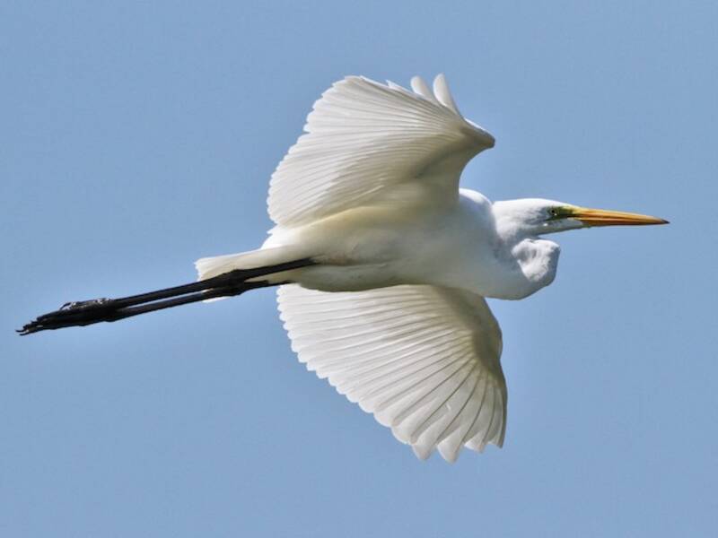 Grande Aigrette, Photos 2