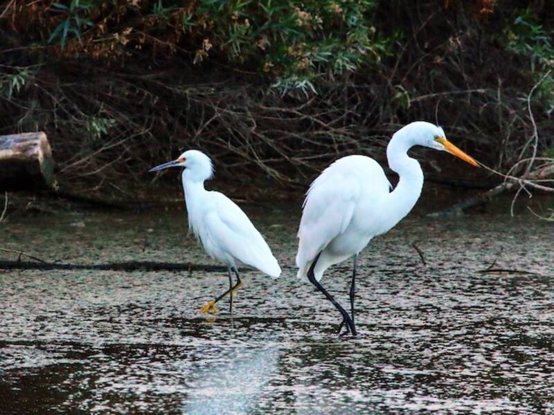 Grande Aigrette, Photos 3