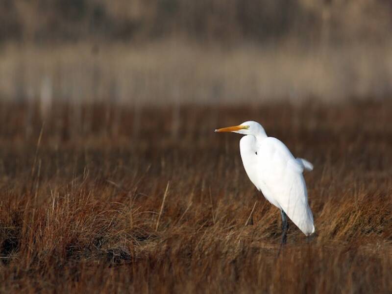 Grande Aigrette, Photos 4