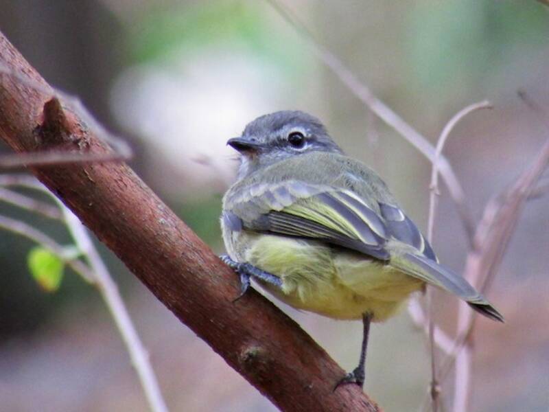 Greenish Elaenia, Photos 4