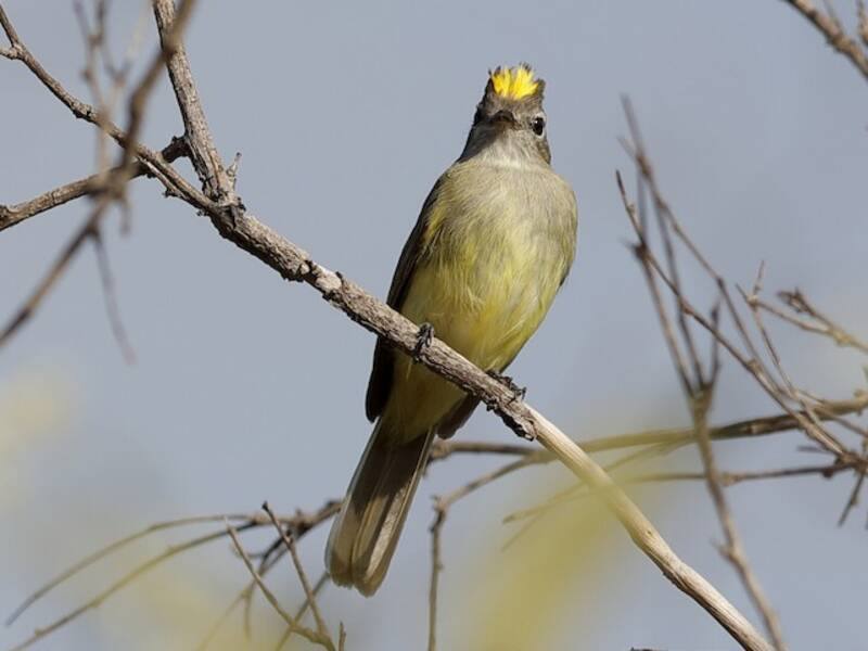 Greenish Elaenia, Photos 2