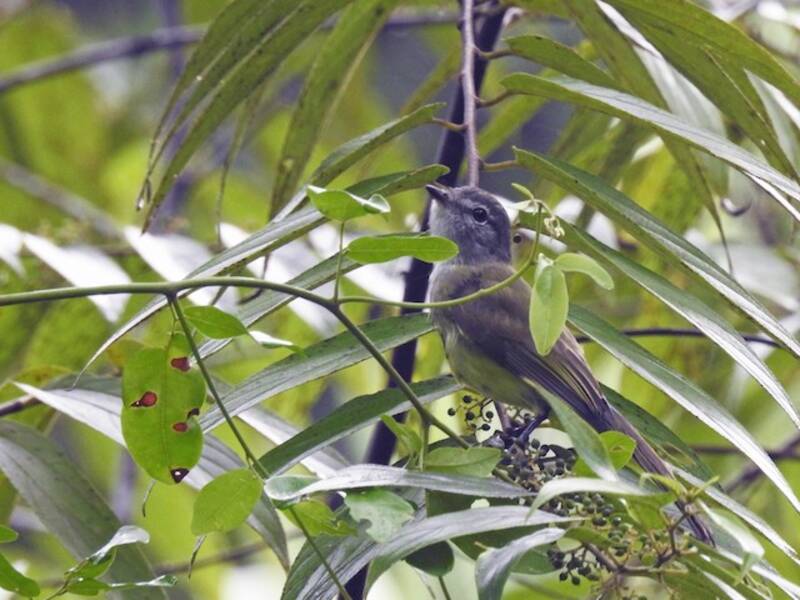 Greenish Elaenia, Photos 3