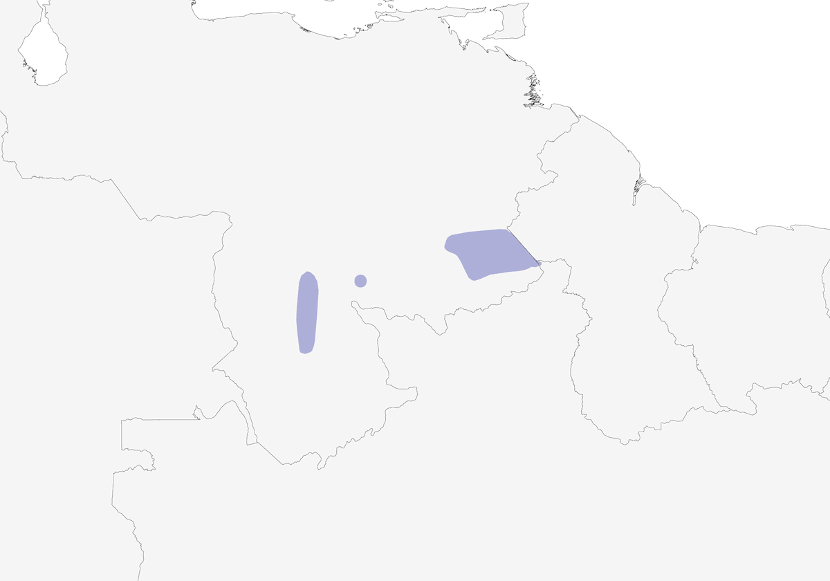 Great Elaenia, Distribution 1