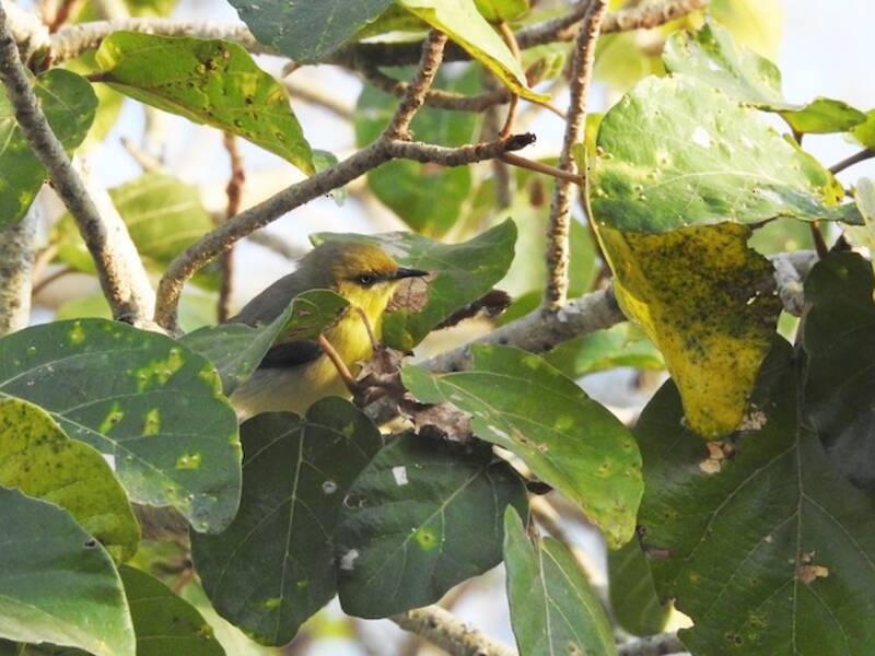 Érémomèle à calotte verte, Photos 2