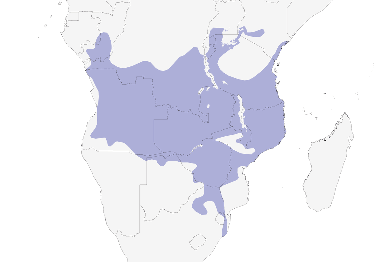 Érémomèle à calotte verte, Distribution 1