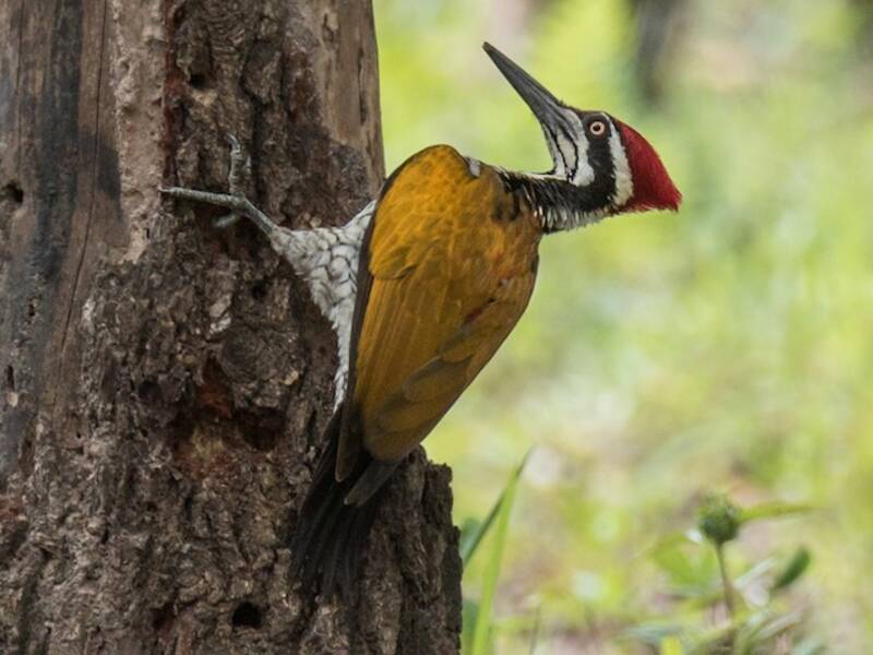 Greater Flameback, Photos 2