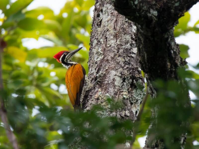 Greater Flameback, Photos 4