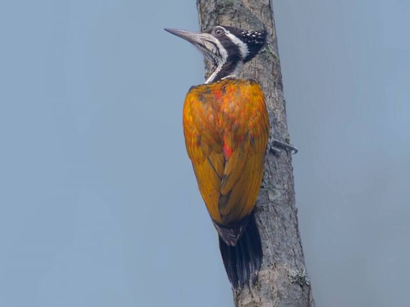 Greater Flameback, Photos 3