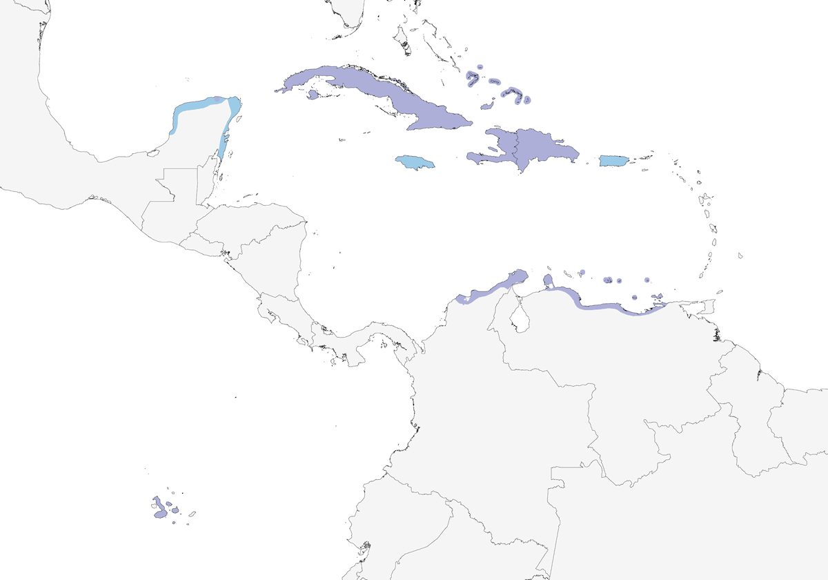 Flamenco americano, Distribución 1