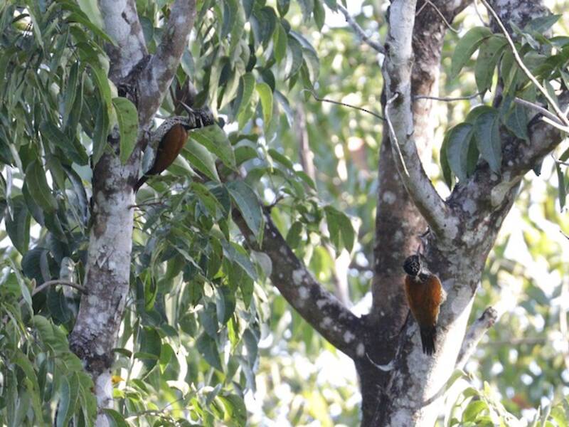 Malabar Flameback