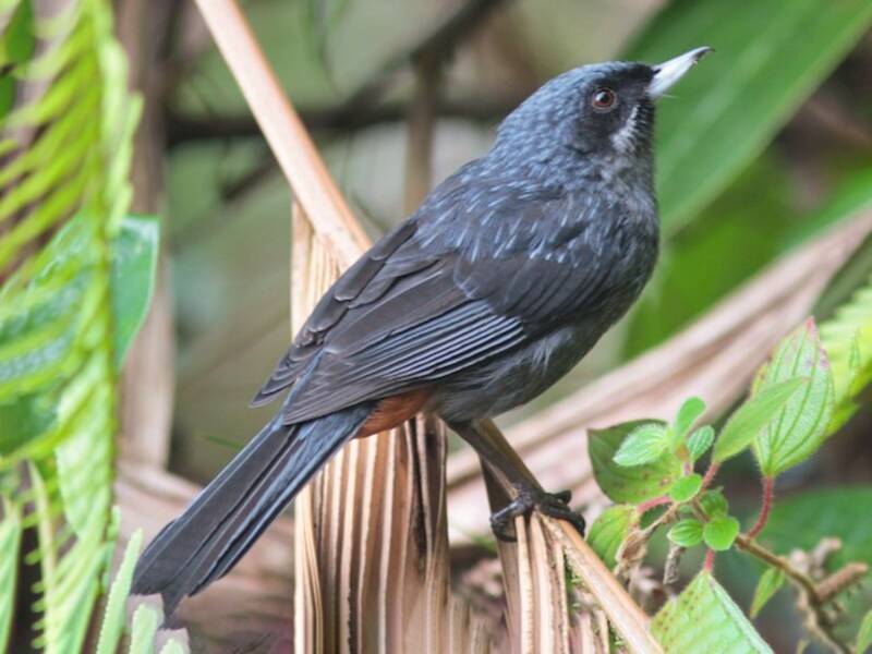 Greater Flowerpiercer
