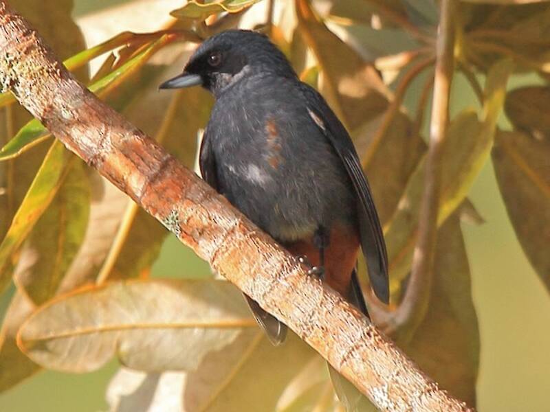 Greater Flowerpiercer, Photos 2