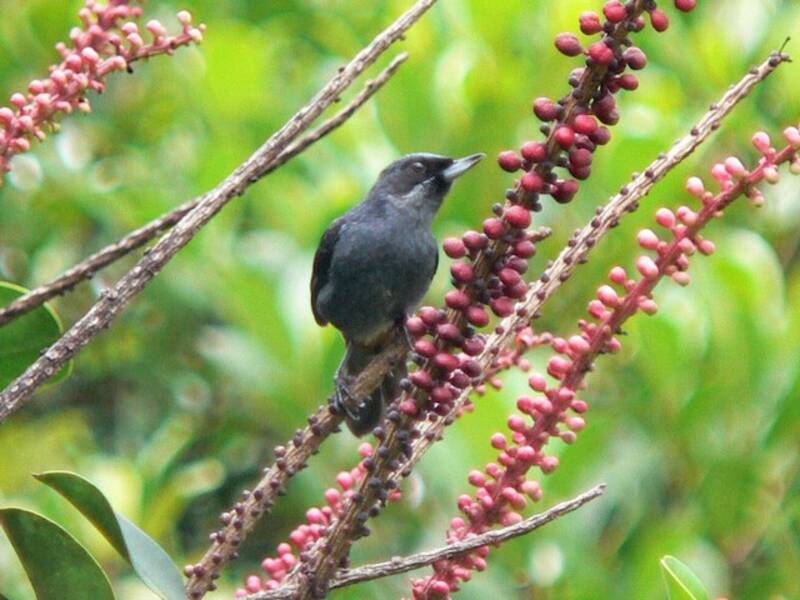 Greater Flowerpiercer, Photos 3