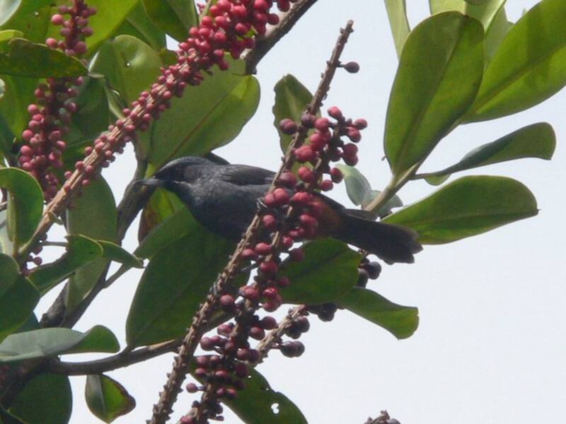 Greater Flowerpiercer, Photos 4