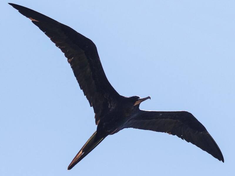 Great Frigatebird (Fregata minor)