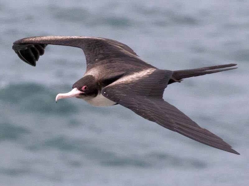 Frégate superbe, Photos 4