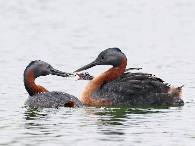 Great Grebe, Photos 3