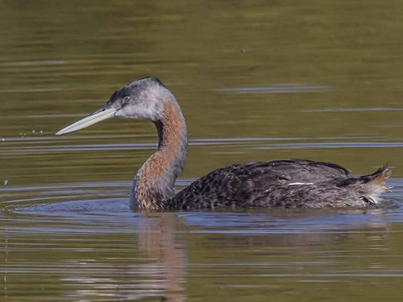 Great Grebe, Photos 4