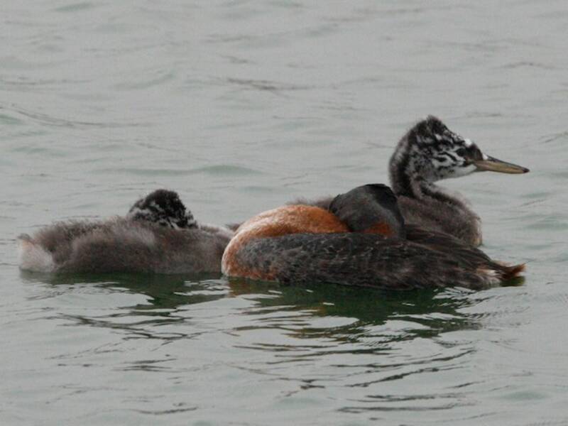 Great Grebe, Photos 2