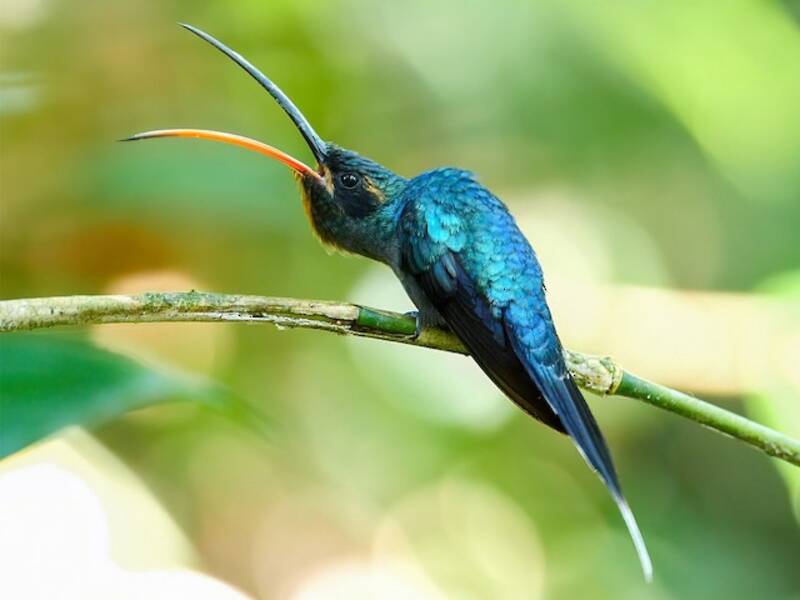 Green Hermit, Photos 4