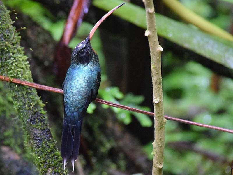 Colibrí ermitaño verde