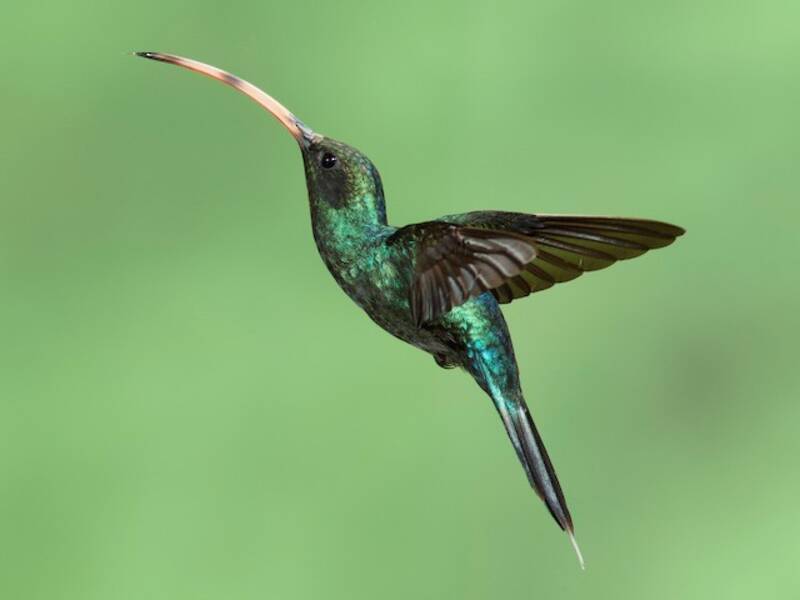 Green Hermit, Photos 2