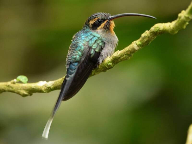 Green Hermit, Photos 3