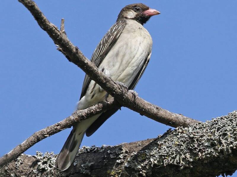 Greater Honeyguide (Indicator indicator)