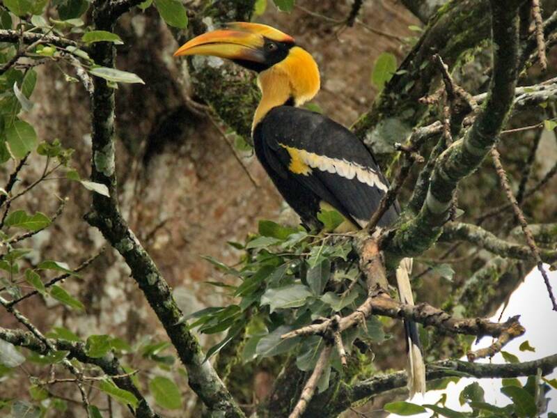 Great Hornbill (Buceros bicornis)
