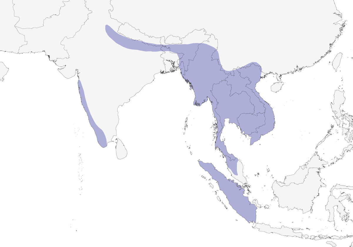 Calao Bicorne, Distribución 1