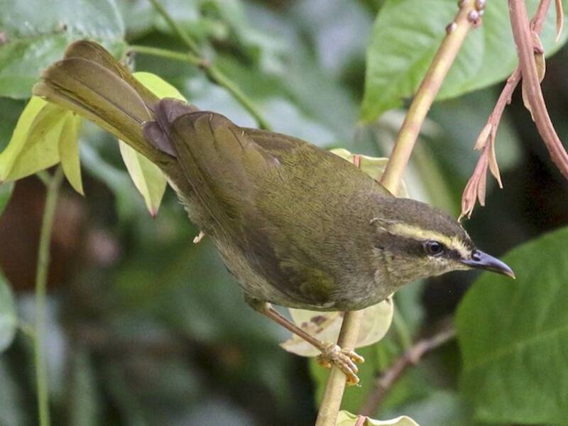 Green Hylia (Hylia prasina)