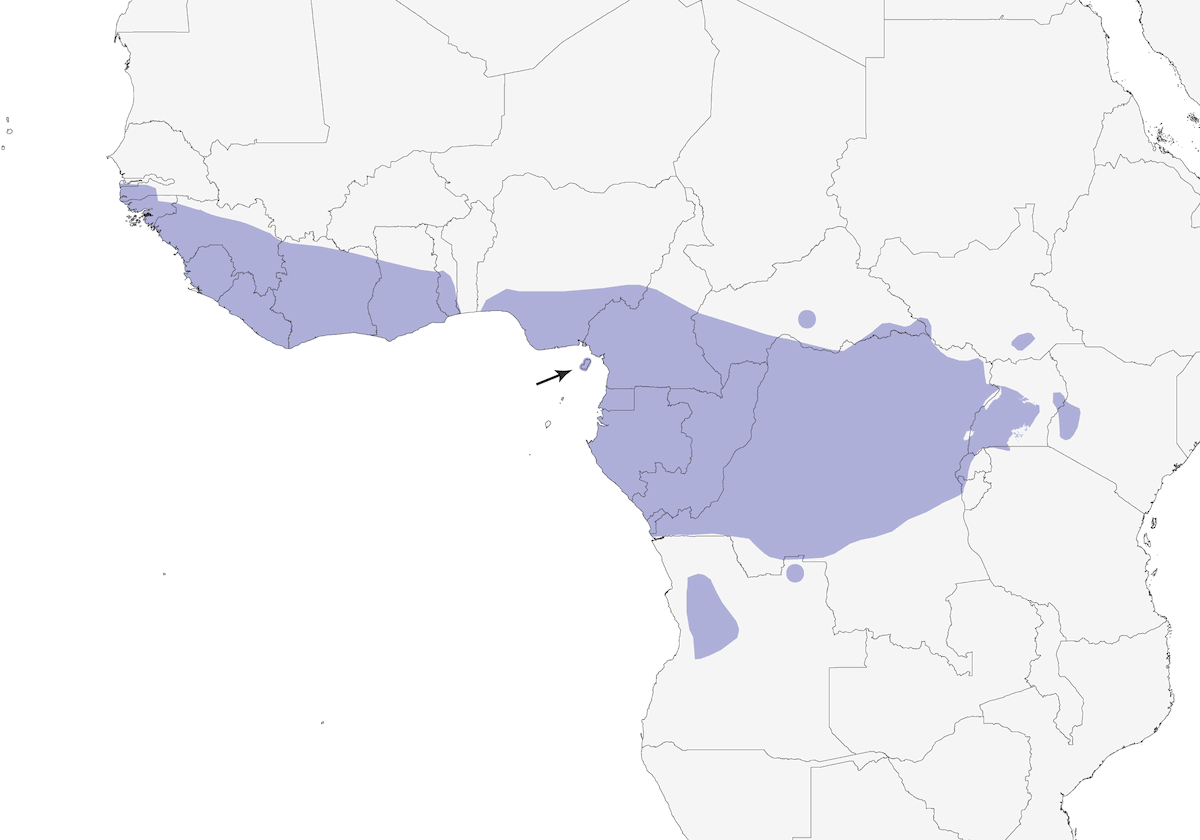 Ilia verde, Distribuzione 1