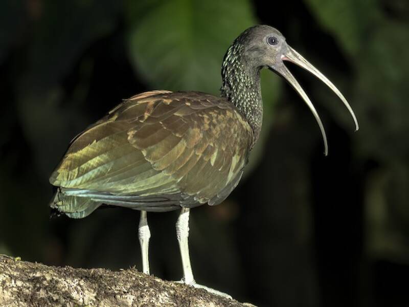 Green Ibis, Photos 4