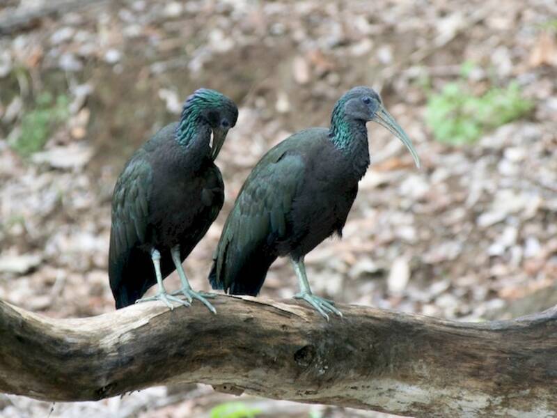 Green Ibis, Photos 2