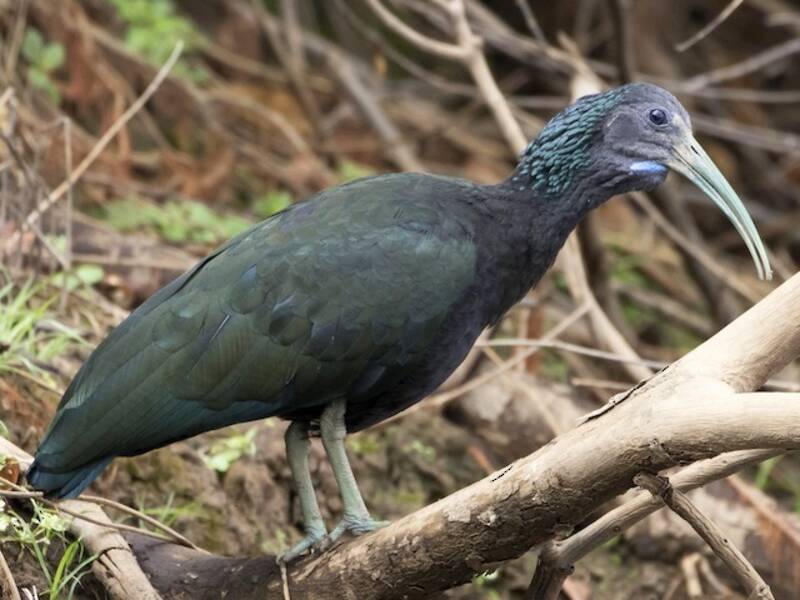 Green Ibis, Photos 3