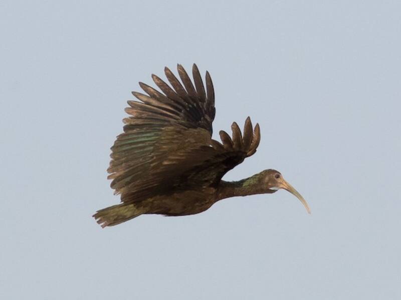 Green Ibis