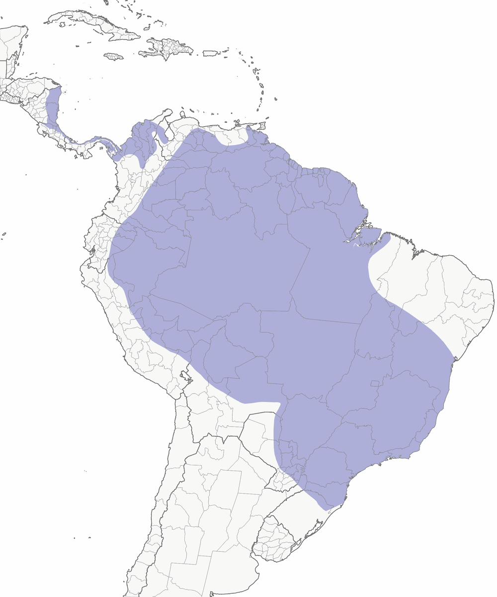 Green Ibis, Distribution 1