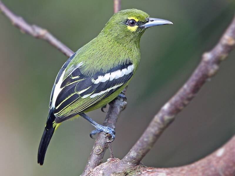Green Iora, 照片 4