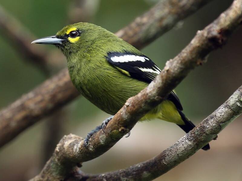Green Iora, 照片 3