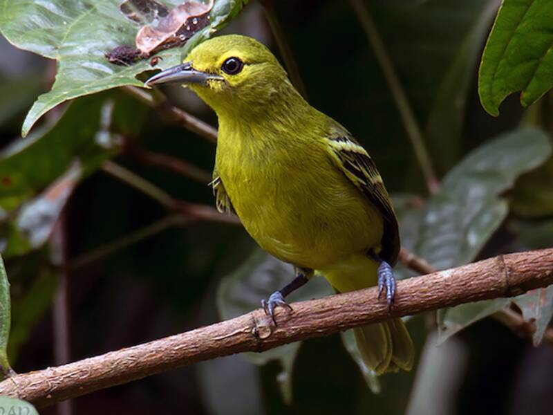 Green Iora, 照片 2