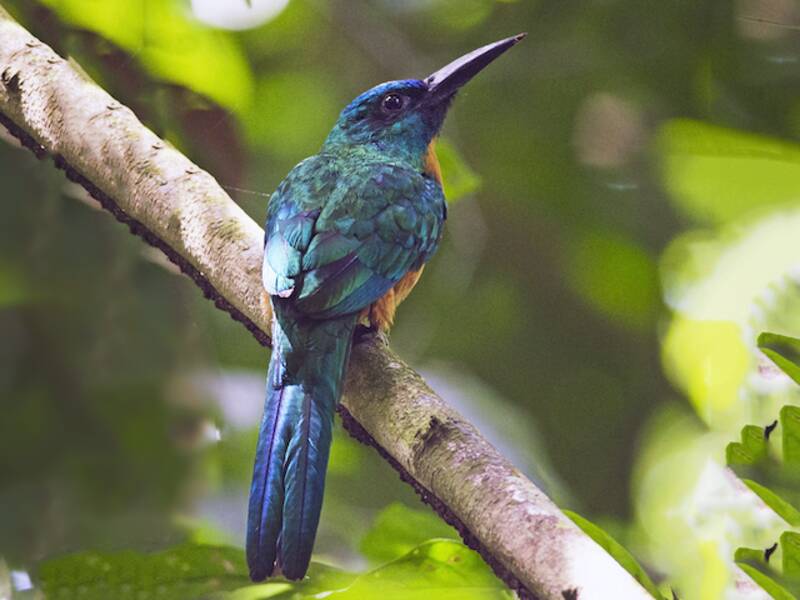 Jacamar maggiore, Foto 3