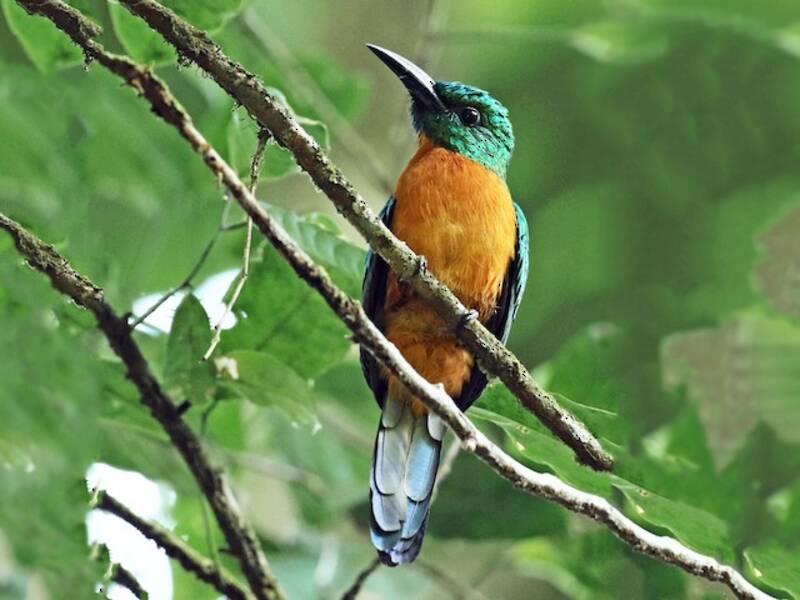 Jacamar maggiore, Foto 2