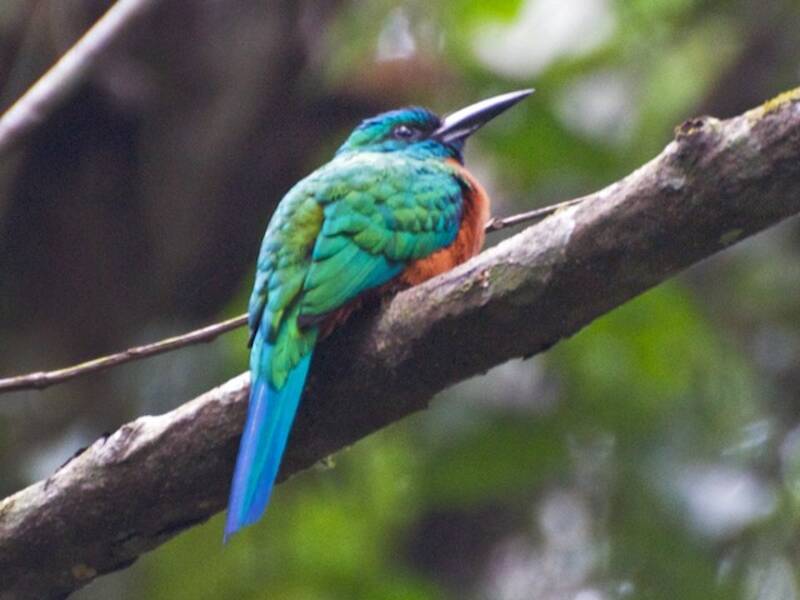 Great Jacamar (Jacamerops aureus)