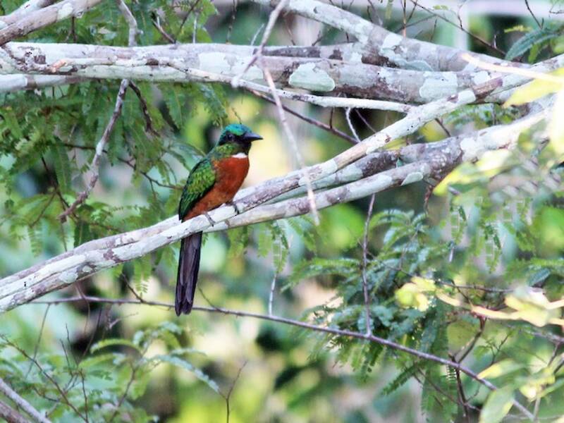 Jacamar maggiore, Foto 4