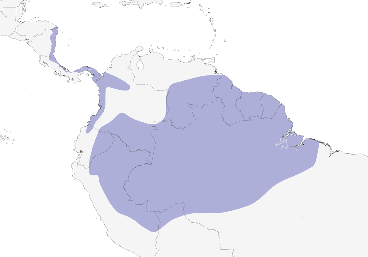 Jacamar maggiore, Distribuzione 1