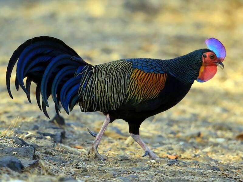 Coq de Java