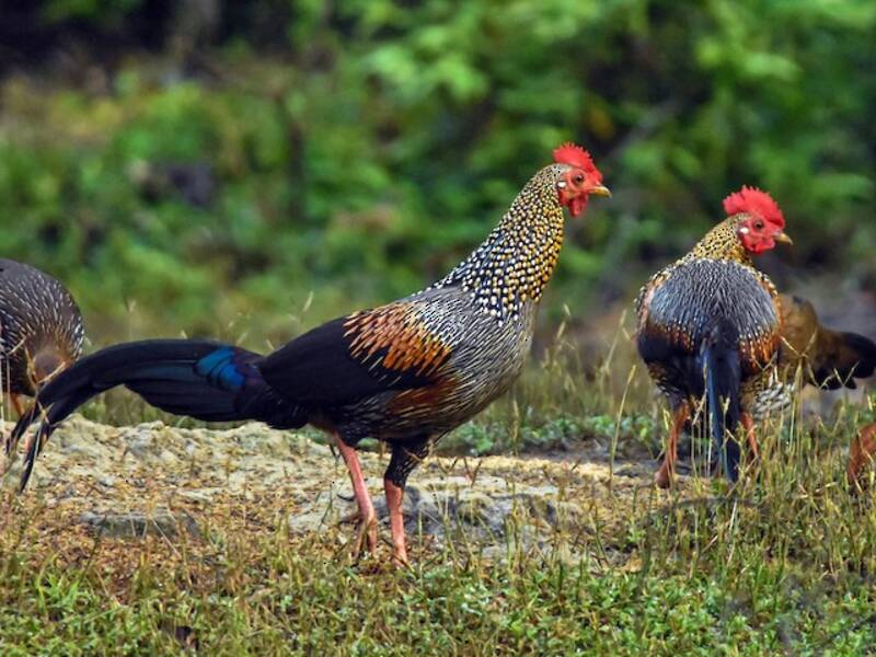 Gray Junglefowl, 照片 4