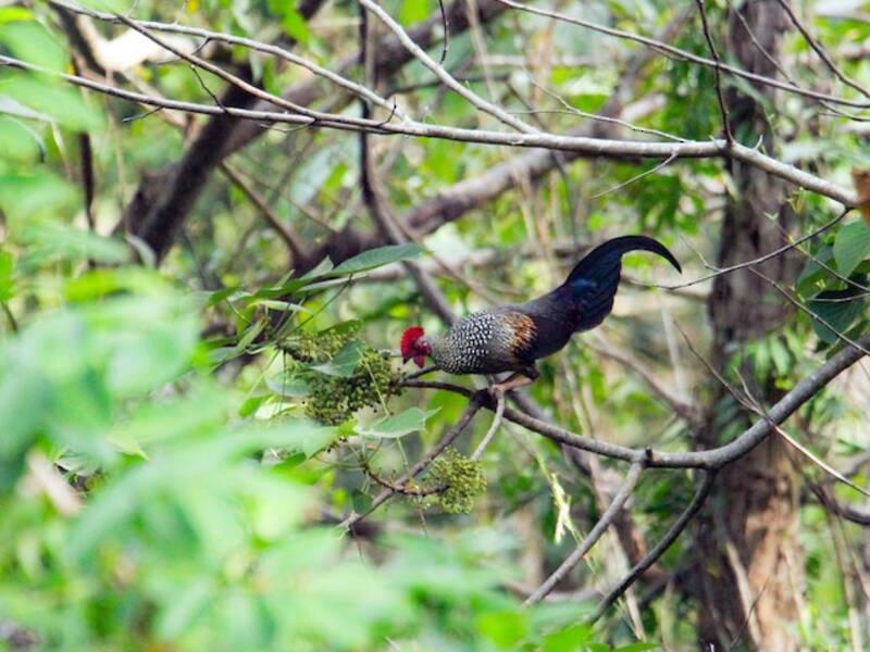 Gray Junglefowl, 照片 2