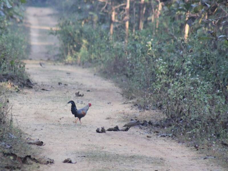 Gray Junglefowl