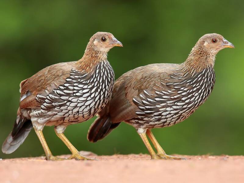 Gray Junglefowl, 照片 3
